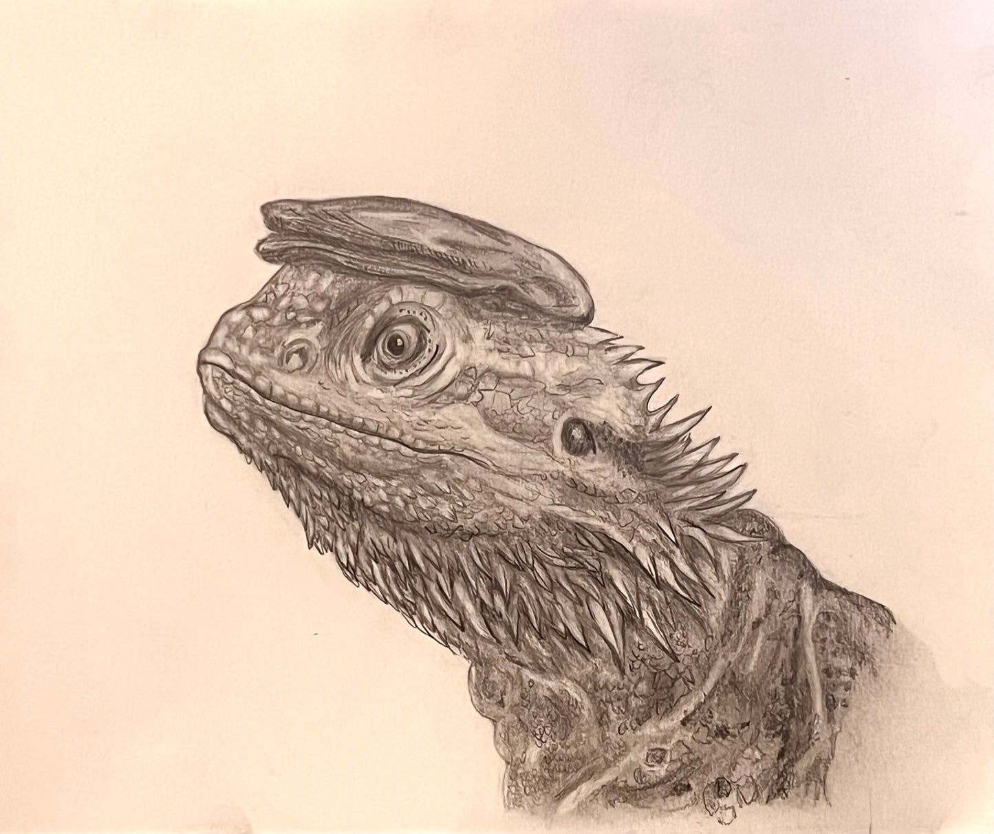 Peaky Bearded Dragon