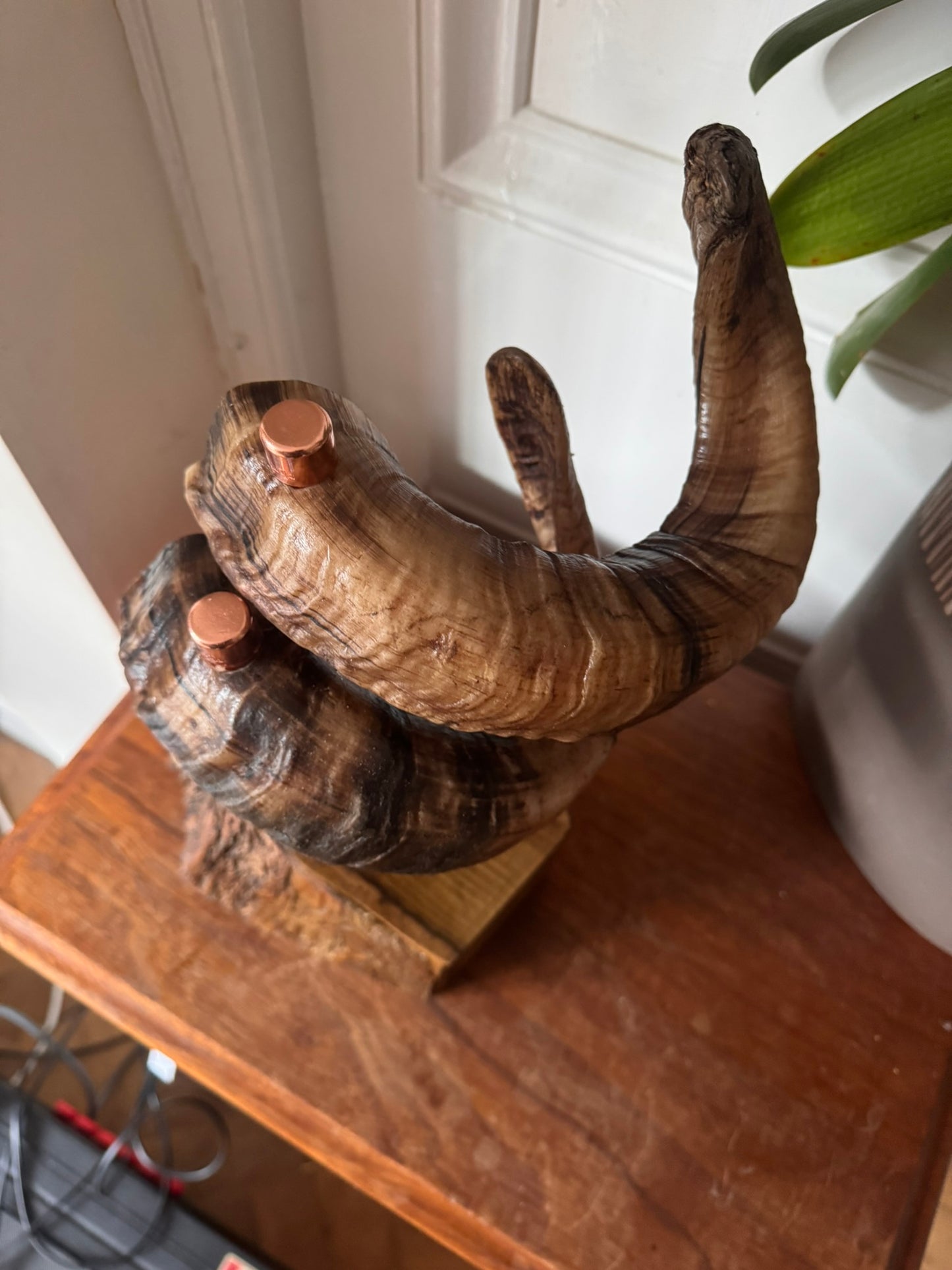 Rams horns table lamp